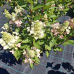 Hortenzia metlinatá (Hydrangea paniculata) ‘DHARUMA’ - výška 20-30 cm, kont. C2L 